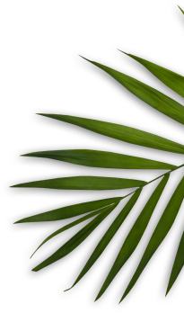 Kaméleon Szépségsziget